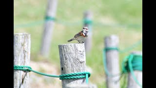 ホオアカの鳴き声【美ヶ原高原の野鳥】さえずり・地鳴き