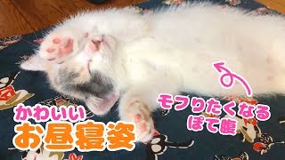 子猫のぽてとの可愛いお昼寝姿