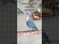 african lovebird blue💙 agapornis roseicollis longfeather