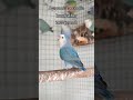 African Lovebird !BLUE💙! Agapornis roseicollis longfeather