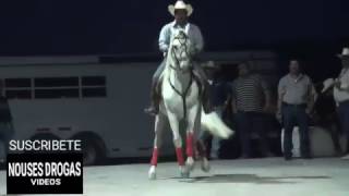 CABALLOS BAILADORES MEXICANOS que chingon bailan!