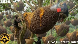 Extreme Wild Honey Harvest: Scaling a 200-Meter Tree Without Safety Gear