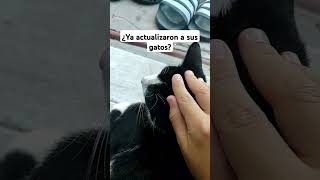 Ya actualizaron a sus gatos?