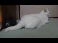 シッポで返事する白猫ユキ3 white cat yuki answers with a tail