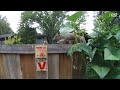 squirrel gets tossed by a jury rigged rat trap.