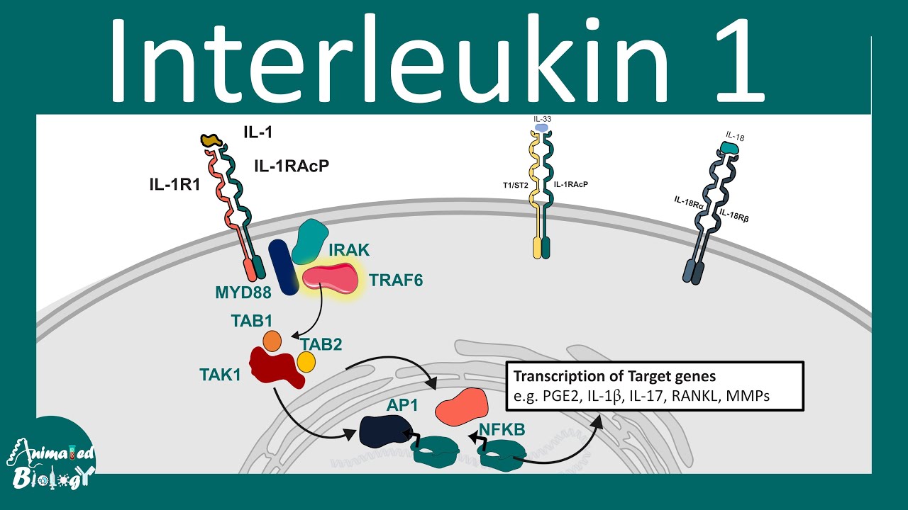 Interleukin 1 Family | Interleukin 1 Inhibitors | Proinflammatory ...