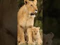 Lion Shorts/Mather Lion/Animal Attack/Wild Animal/Lion King/Natural Scenes 4k #shorts #lion #viral