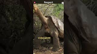 The Loneliest Animal In The World  Preserving Lonesome George