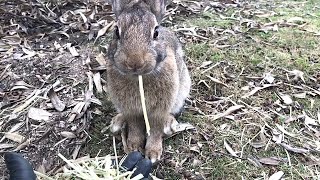 Rabbit: “Hey human, we finally see eye to eye!”