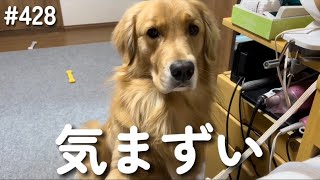 自分のオナラにびっくりして固まるモンちゃん【ゴールデンレトリバー】