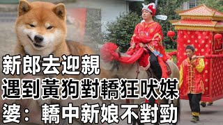 民間故事：新郎去迎親，遇到黃狗對轎狂吠，媒婆：轎中新娘不對勁