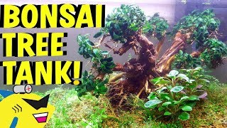 BONSAI TREE AQUARIUM SETUP!