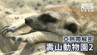 動物星天頻道 EP10《亞熱帶解密：壽山動物園2》搶先看 [4K] ｜狐獴、藍孔雀、臺灣黑熊、袋鼠