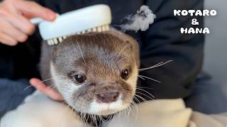 Otters Try a Relaxing Steam Brush Massage – Who Will Reach Otter Nirvana?