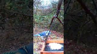 Watching blue jays is so amusing. 观赏美丽的蓝冠鸦。#birds #鸟类 #birdfeeder #nature #鸟鸣