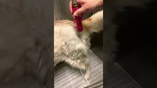 Deshedding a husky.