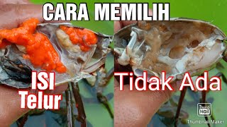 CARA MEMILIH KEPITING ADA TELUR nya