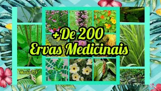 +200 nomes de ERVAS MEDICINAIS/natural por seu jardim\\(*;*)/#mariatls #nomesdeplantas #nomesdeflores