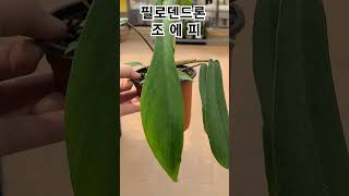 #헬로우가든마켓 #필로덴드론 조에피