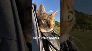 【ベンガル×シンガプーラ】ビビリになった猫の散歩風景【＃shorts】