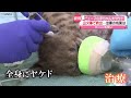 赤ちゃんピューマ大やけど　山火事から救出