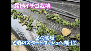 【イチゴ栽培の冬】冬の管理と春先にいいダッシュをするための育て方。手間も苗代もかかりましたが楽しみを育てます！