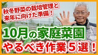 家庭菜園や農園の秋冬野菜栽培で10月やるべき作業５選！栽培管理や土作りのコツと秋冬野菜の育て方！【農家直伝】