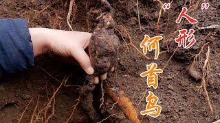 【Shyo video】体验古法制作何首乌洗发水全过程，4种材料太难收集，历时3天，最后能成功吗？