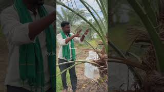 Red Weevil Beetle in Dates Farm #shorts