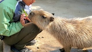 おねだり上手なカピバラさん🌿。Capybara Cutely Begging For Delicious Food🌿 神戸どうぶつ王国