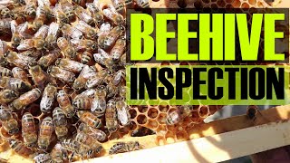COMPLETING A BEE HIVE INSPECTION - Basic beekeeping