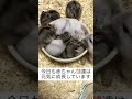 赤ちゃんハムスター　生後25日　baby hamster 25 days after birth