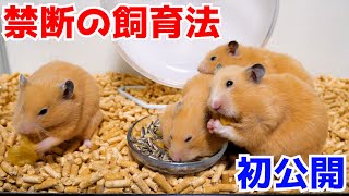 多頭飼育教えます