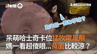 呆萌哈士奇卡位猛吹電風扇 媽一看超傻眼...背面比較涼？｜二哈｜寵物｜狗狗