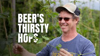 Thirsty Hops: Can Your Favorite Beer Survive Climate Shifts?