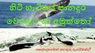 100 whales beached on Panadura Coast |පානදුර වෙරළට විශාල තල්මසුන් ගොඩ ගසයි