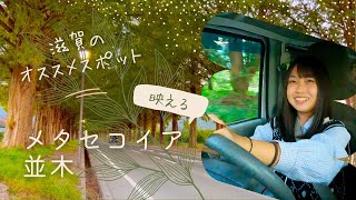 【滋賀県】映えるおすすめ観光スポット『メタセコイア並木』ドライブ旅【車中泊女子】