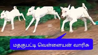 மதகுபட்டி வெள்ளையன் வாரிசு...