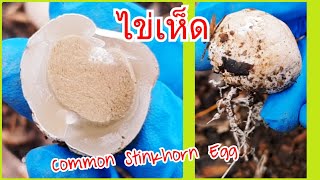 เคยเห็นไหม ไข่เห็ด Common Stinkhorn Egg