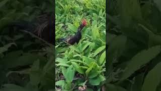 Burma rooster #shorts #youtubeshorts #មាន់ខ្មងម៉ា ឡ#aseellovers #chicken #thanksforsubscribing