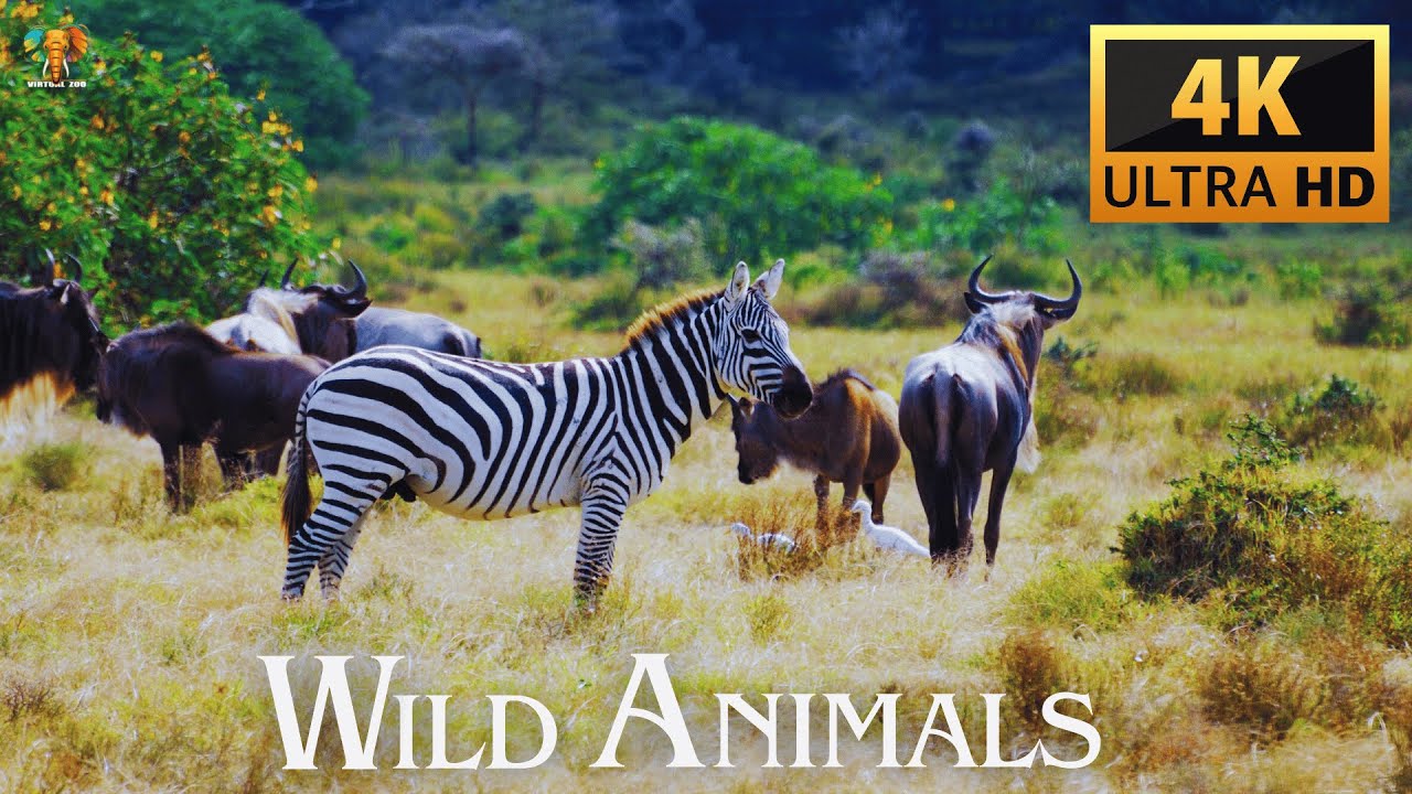 Wild Animals Documentary 4k With Sounds Youtube
