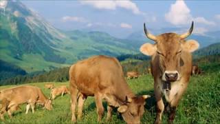 HIV (AIDS) disease vaccine made by cow