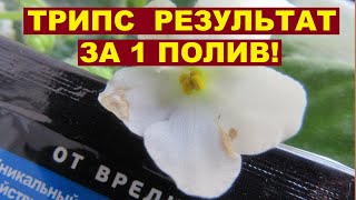 ТРИПСЫ НА ФИАЛКАХ! БОРЬБА С ТРИПСОМ МГНОВЕННО!