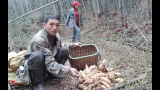 大叔又来教大家挖冬笋，这次带了新手现场教学，原来挖冬笋很简单