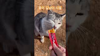 꼬질꼬질 #길냥이 시절 김콩 미모여젼해~~~ #고양이야옹 #고양이일상 #cat #catcute #귀여운고양이 #shortcat