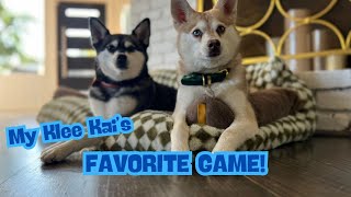 Alaskan Klee Kai's FAVORITE ENRICHMENT GAME!