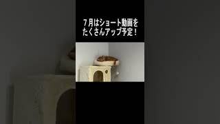 【やばい】にゃん太（仮）のにゃんにゃん月間が始まってしまう【アメリカンショートヘアー】#猫#cat#shorts