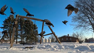 Feed The Birds - song from Mary Poppins, sung by Julie Andrew’s