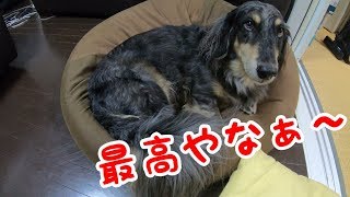 やっぱここだなぁ　ダックスフンドとラブラドールレトリバーのミックス犬 Mixed breed