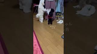 【衝撃動画】ついにパピー犬３ヶ月お友達と背が一緒の大人のラテ　#マルチーズ #チワプー #奇瓦普 #to dance #愛犬 #楽しい #お友達 #dog #plate #混血狗 #極小犬